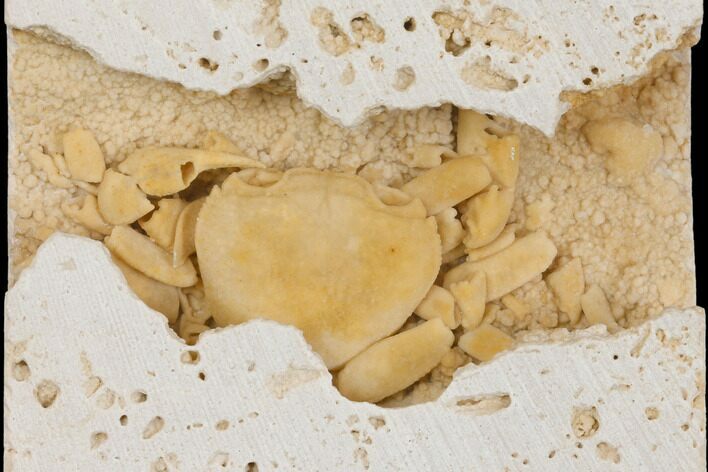 Fossil Crab (Potamon) Preserved in Travertine - Turkey #145047
